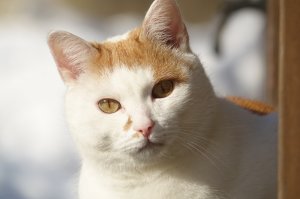 Fridolin